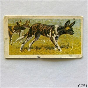 Brooke Bond Tea Card African Wild Life 1962 #24 Hunting Dog (CC51)