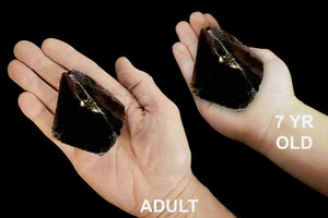 Schwarzer Obsidian 2" 2-4 Oz Rohgesteine Mineralien Chakra Heilkristall Probe - Bild 1 von 4