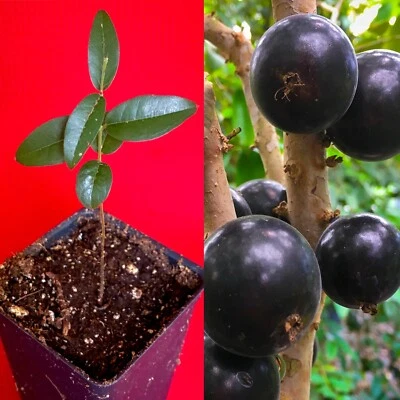 Grimal Jaboticaba Plinia sp. Peluda de Alagoas Grape Fruit Tree Seedling Plant - Image 1 of 4