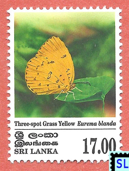Sri Lanka Stamps 1999, Butterflies, 3 Spot Grass Yellow, MNH 1 of 4v - Image 1 of 1