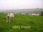 Photo 6x4 View from Shatcombe Lane towards Eggardon Hill Farm West Compto c2005