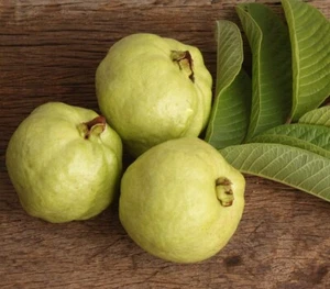 Guayaba híbrida BeauFlora (guayaba Lucknow-49, planta de capas) 1 planta de raíz desnuda - Imagen 1 de 1