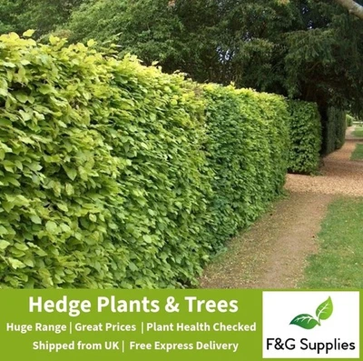 25 Green Beech native bare root hedge plants semi-evergreen hedging - 9 sizes! - Image 1 of 4