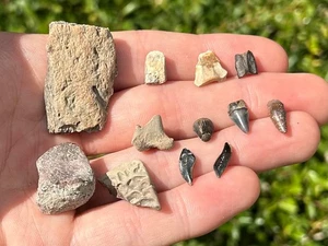 Hell Creek Fossils Collection Dinosaur Reptile Fish Triceratops Hadrosaur - Picture 1 of 12