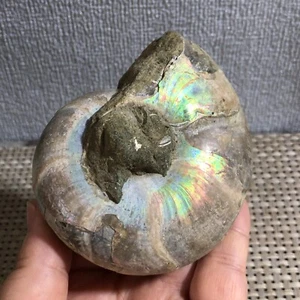 Natural beautiful Color Conch Ammonite Fossil Quartz Specimen Reik 334g d3 - Picture 1 of 10