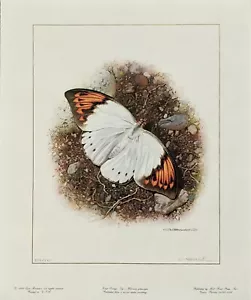 Carl Brenders GRAN NARANJA - PUNTA - MARIPOSA (DE GRUPO EXÓTICO), #278/290 - Imagen 1 de 1