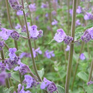 12 x Nepeta x faassenii 'Walkers Low' - Katzenminze Insektenweide Staude - Bild 1 von 2