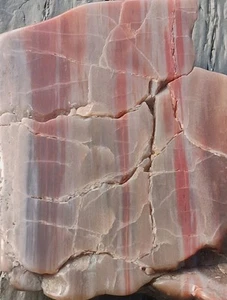 Arizona Petrificado Arco Iris Madera Pulida Losa Corteza Colorido Grano Exhibición 3x1 3/4 - Imagen 1 de 18