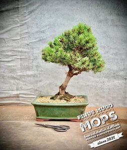 Pinus mugo "Mops" - Pino de montaña BONSAI SHOHIN / 9 años - Imagen 1 de 6