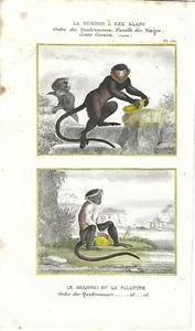 Stampa antica SCIMMIE CERCOPITECO NASO BIANCO ROLOWAY Buffon 1835 Antique print - Picture 1 of 1