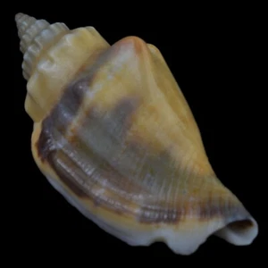 STROMBUS (Canarium) URCEUS marron (Bohol, Philippines) 39,8m #25205 - Photo 1/4