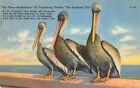 St Petersburg Florida, Three Musketeers Pelicans Funny Poem, Vintage Postcard