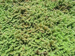 Feenmoos Azolla filiculoide - Schwimmpflanze Teich Wasserpflanze Aquarium Koi - Bild 1 von 5