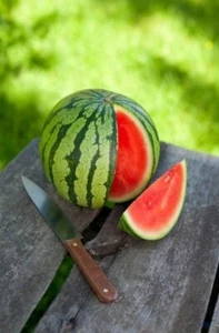 OS 485W Baby Melone Sugar Melone Mini Seeds Samen Stück 5 - Bild 1 von 1
