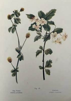 Antiker Druck um 1910 | Hopfen Trefoil & Weißdorn Wildblumen Grace Layton Botanical - Bild 1 von 4