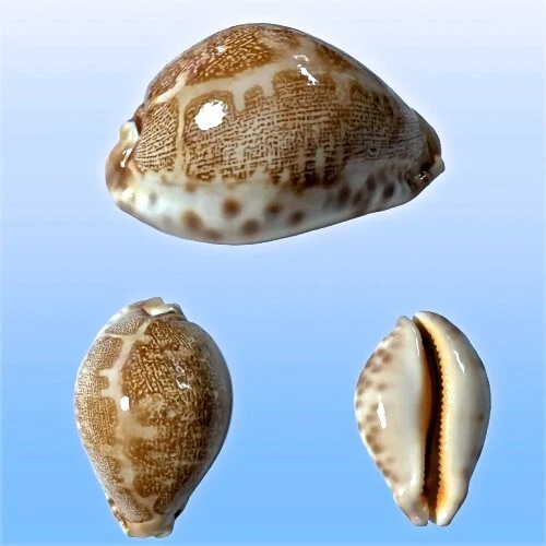 Cypraea geographica f. africola, Zanzibar Isl., Tanzania, 68,6 mm, STRONG Foto 1 de 1