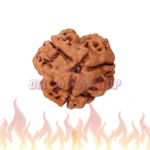 3 Colgantes de plata Mukhi Nepal Rudraksha 17 mm Rudraksha certificado Ompooja - Imagen 1 de 2