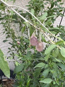 12 Zoll ROSA Goji-Beere Lycium barbarum Pflanze Steckling mit Wurzeln, Erde und Topf - Bild 1 von 6