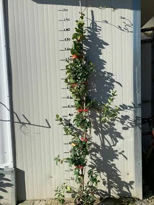 10 Rincosperma Pflanzen (Falscher Jasmin) H180 cm - Bild 1 von 2