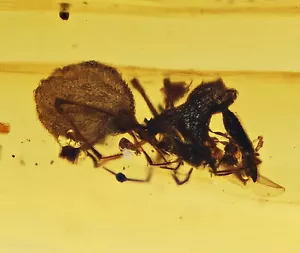 Rare Archaeidae (Assassin Spider), Fossil inclusion in Burmese Amber - Picture 1 of 2