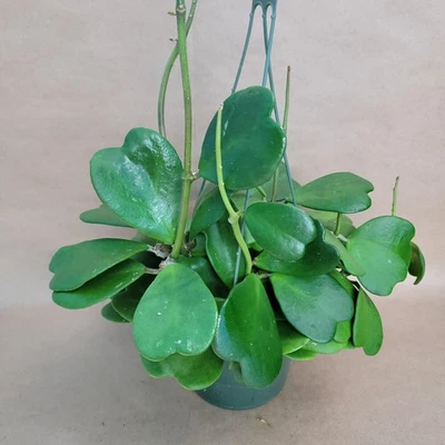 Hoya Kerrii Sweetheart Plant 4" Pot – Heart-Shaped Leaves, Easy Care Succulent - Image 1 of 4