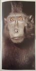 Monkeys and Apes (1985) Tylinek (Photographer) Berger (text) 240 pg 11"x9.5"