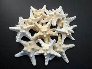 100 White Knobby Starfish 3-4" Beach Wedding Decor Nautical Crafts Hobby REAL. - Picture 1 of 5