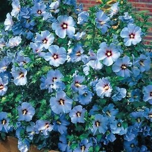 15+ Blue Rose of Sharon Hibiscus Flower Seeds / Perennial