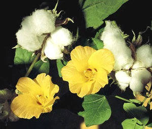 COTTON LEVANT Gossypium Herbaceum - 50 Bulk Seeds - Picture 1 of 1