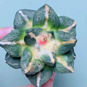 Sale Rare Ariocarpus furfu magnificus Hybird WYSIWYGGrafted - Imagen 1 de 5