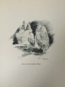 Antique Owl Print 1923 – “Young Long-Eared Owls” – British Wildlife Art - Picture 1 of 5