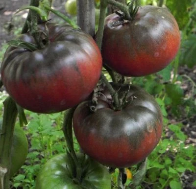 Black Krim Tomato Seeds, NON-GMO, Rare Heirloom, Variety Sizes, FREE SHIPPING - Image 1 of 2