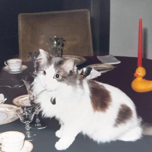 Vintage Photo Cute Cat On Dinner Table Adorable Pets Funny Found Art Snapshot - Picture 1 of 5