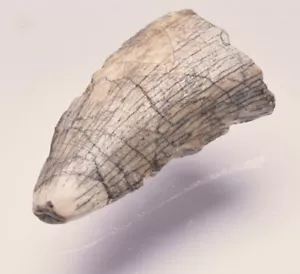 GENUINE FOSSIL DINOSAUR TOOTH, AFROVENATOR ABAKENSS, NIGER F605 - Bild 1 von 7