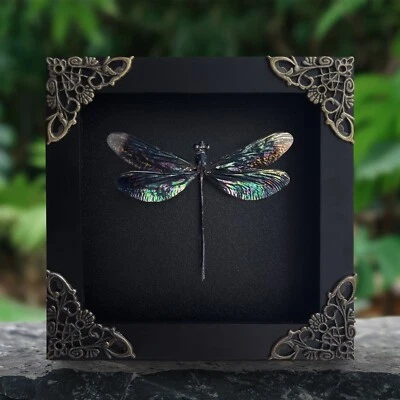 Gift for Dad Real Framed Dragonfly Insect Pinned Wall Hanging Art Decor - Image 1 of 3