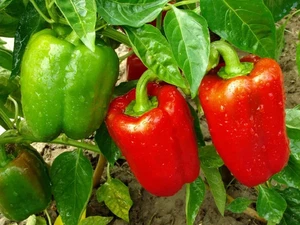 Red & Yellow Bell Pepper Seeds X 50 Seeds. Sweet and Juicy - Picture 1 of 1