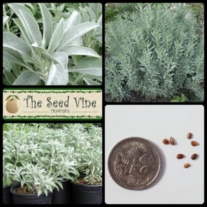 20+ SACRED WHITE SAGE SEEDS ORGANIC (Salvia apiana) Herb Medicinal Smudge Stick - Picture 1 of 3