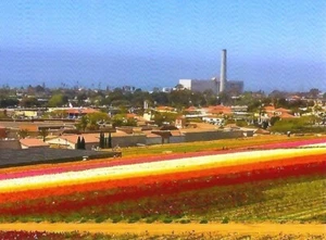 Postcard CA California Carlsbad Flower Fields San Diego County MINT - Picture 1 of 1