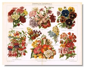 CARNATIONS PETUNIA PANSY MATTHIOLA Antique Print 1890 Original ChromoLithography - Picture 1 of 9