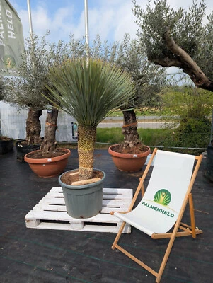 Yucca rostrata 150–200cm Blaue Palmlilie winterhart Yucca 40-50cm Stamm Palme - Bild 1 von 4