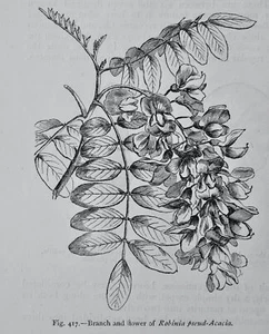 c1872 Antique Figuier Print FLOWER OF ROBINIA PSEUD ACACIA The Vegetable World - Picture 1 of 2