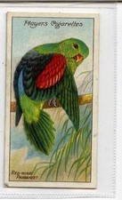 (Jl111-100) Players,Nature Series,The Red-Wing Parrakeet ,1909 #7