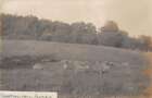 Carte postale photo réelle scène de ferme de moutons Ashfield Massachusetts AA44000