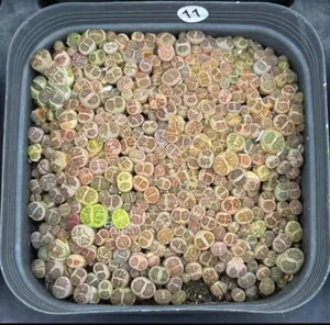 Random Wholepot 10cm Lithops julii Garden Decor Sale - Picture 1 of 5