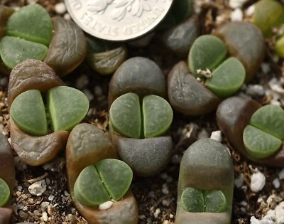 Plant - one - Lithops divergens - Image 1 of 2