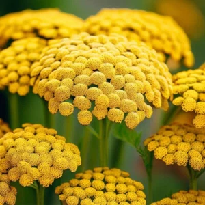 50 Giant Yellow Gold Achillea Seeds Perennial Yarrow British Wildflowers to Grow - Picture 1 of 4