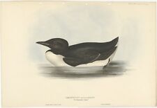 Antique Bird Print of the Thick-Billed Murre by Gould (1832)