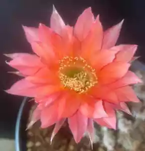 Echinopsis,Hybrid,FLUFFY RUFFLES,Profuse,Blooming, Cereus,Plant,Cactus,Succulent - Picture 1 of 2