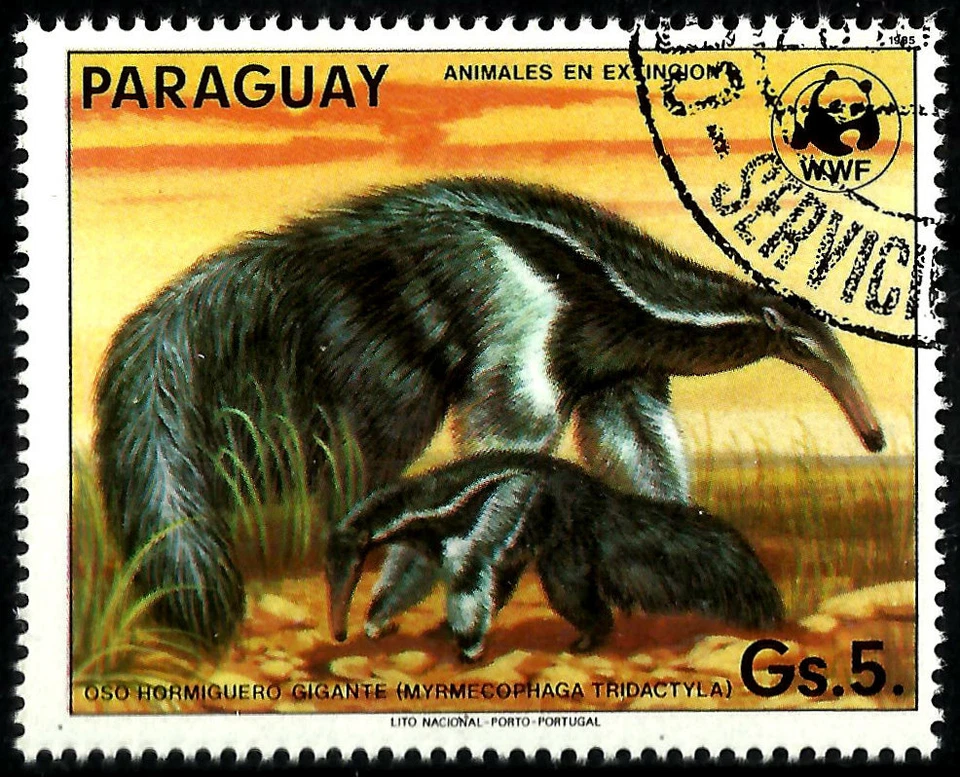 OSO HORMIGUERO GIGANTE (Myrmecophaga tridactyla), AÑO 1985, WWF Foto 1 de 1