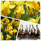 🌼DAFFODIL BULBS 50 Jetfire 🌼Narcissi Spring flowering bulb Garden IN THE GREEN
